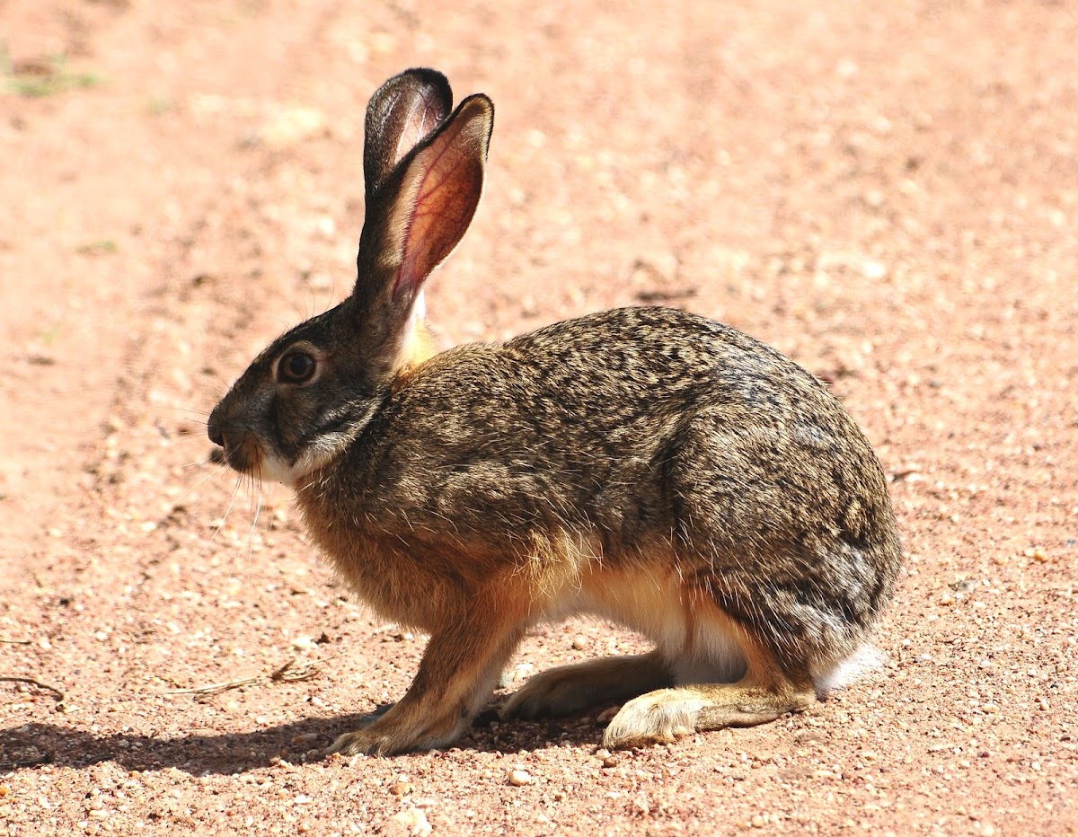 Hare, Cape Hare; Swahili - Sungura