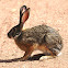 Hare, Cape Hare; Swahili - Sungura