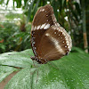 Common Eggfly (? male)