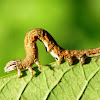 Erebid Moth Caterpillar