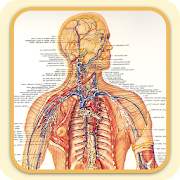 Lymphatic System 1.0 Icon