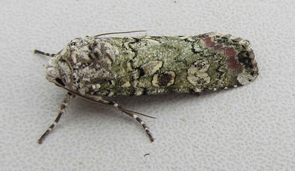 Portland Moth