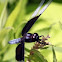 Widow Skimmer Dragonfly