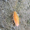 forest cockroach