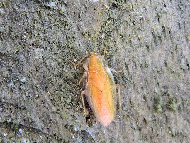 forest cockroach