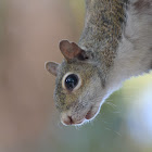 Eastern Gray squirrel