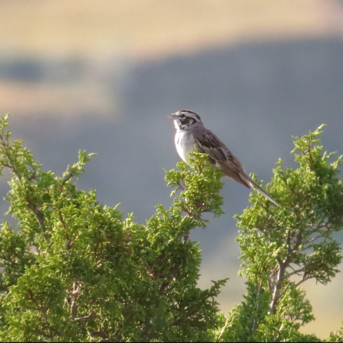 Lark Sparrow