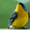 Tropical Parula