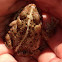 Western Toad