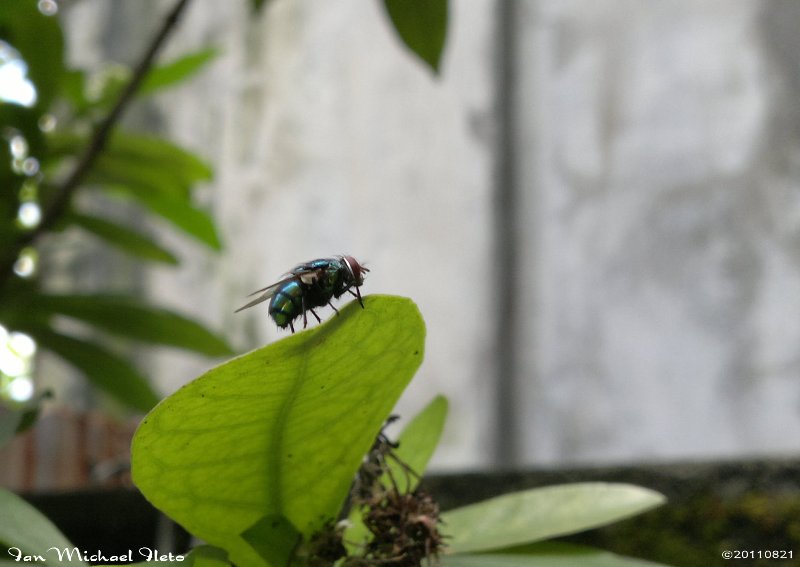 green bottle fly