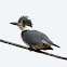 Belted Kingfisher