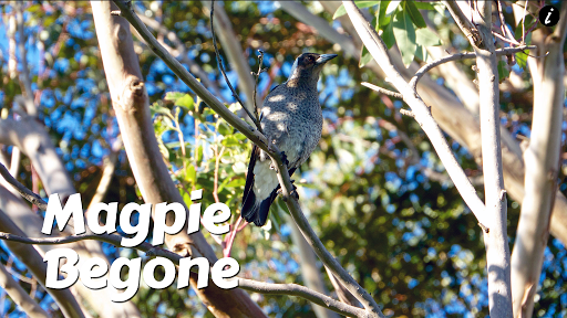 【免費健康App】Magpie Begone-APP點子