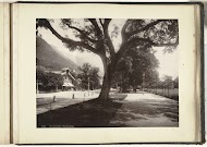 Wandelpad met grote bomen te Interlaken