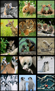 How to download Baby animals HD Wallpapers 1.3 unlimited apk for bluestacks