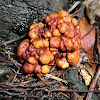 Fungus induced acacia galls