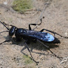 Spider wasp