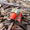 Stinkhorn mushroom