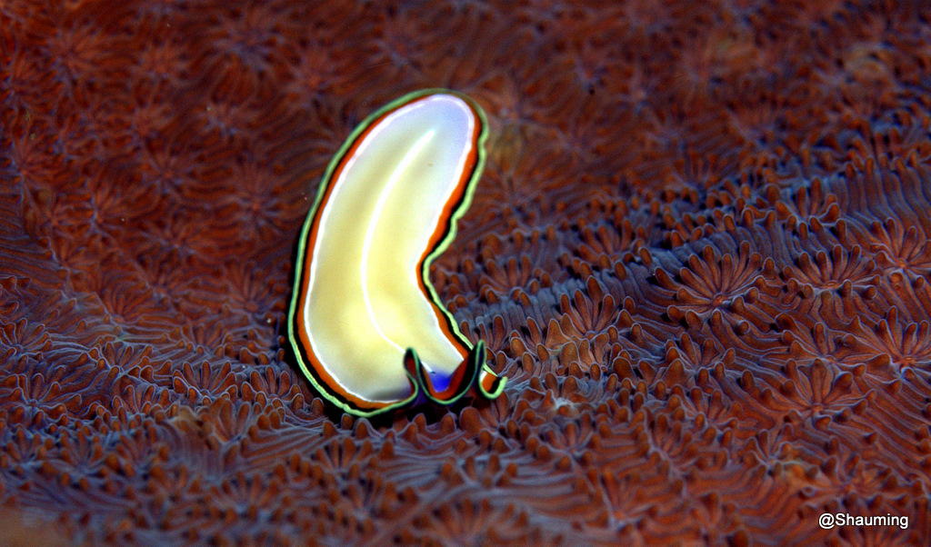 Flatworm