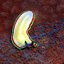 Flatworm