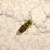 Syrphid Hover Fly