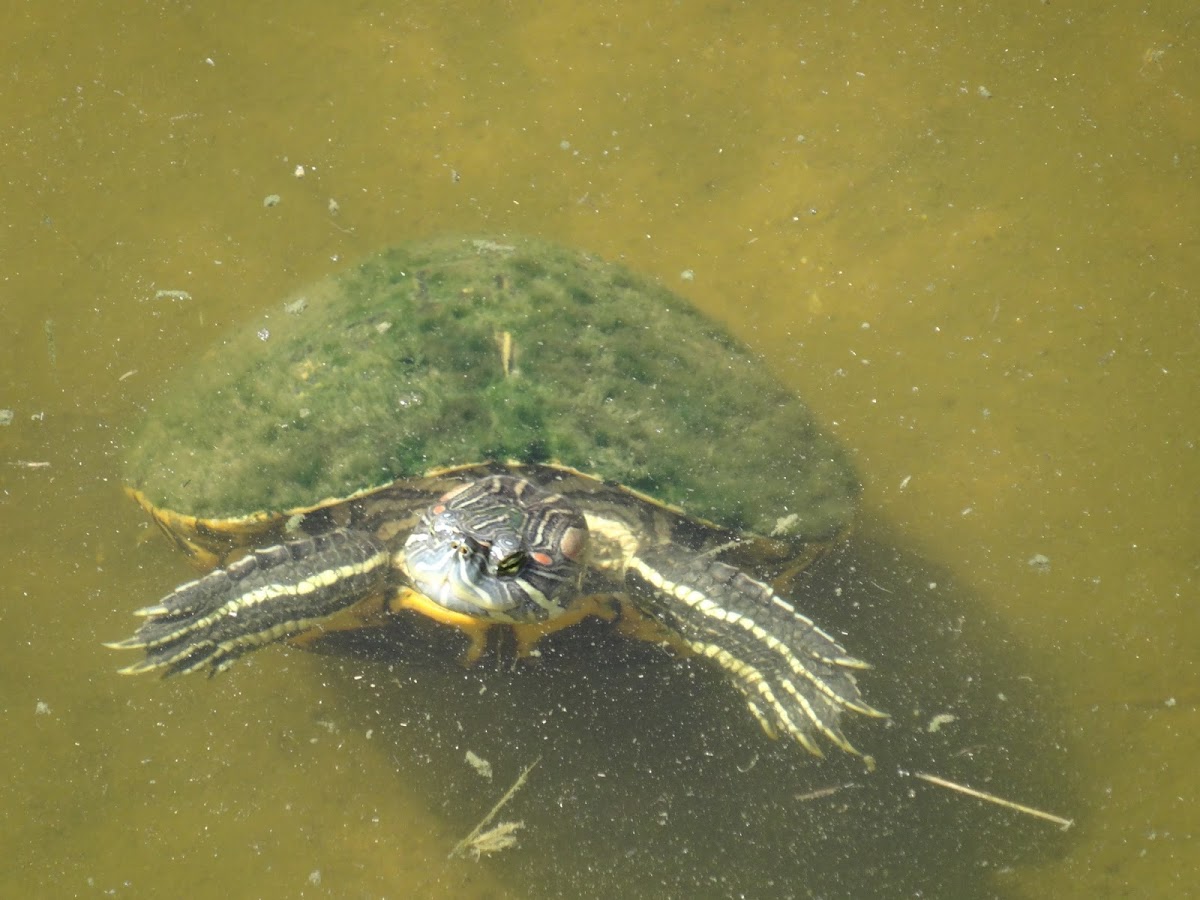 Red-eared Slider