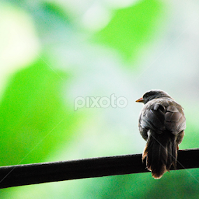Here you come!!! by Ushan Wickramaratne - Animals Birds
