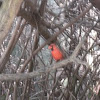 cardinal