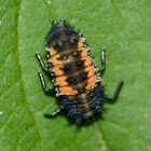 Harmonia axyridis (larva)