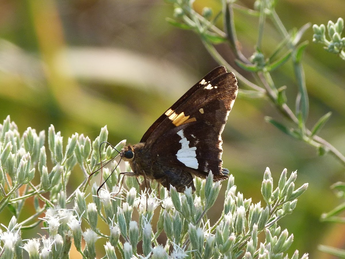 Silver-spotted skipper butterfly