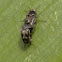 Pintail beetles