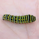 Parsley Worm, Eastern Black Swallowtail Caterpillar