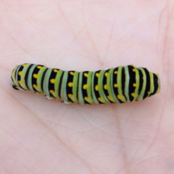 Parsley Worm, Eastern Black Swallowtail Caterpillar Project Noah