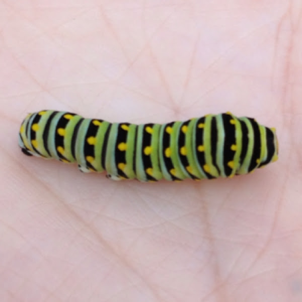 Parsley Worm, Eastern Black Swallowtail Caterpillar Project Noah