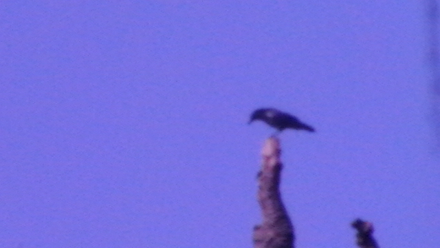common crow
