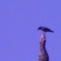 common crow