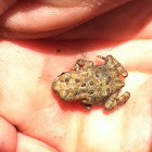 American Toad