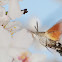 Hummingbird Hawk-moth; Esfinge colibrí