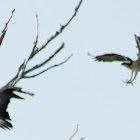 Osprey and Black Vulture