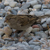 House Sparrow; Gorrión Común