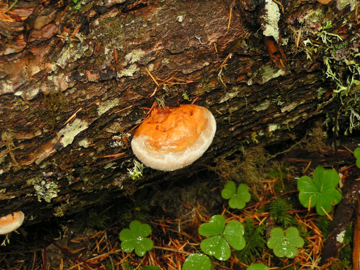 uncertain fungus