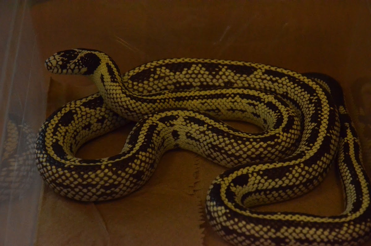 California Kingsnake (banana morph) | Project Noah
