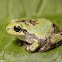 Gray Treefrog (possibly Cope's Treefrog)