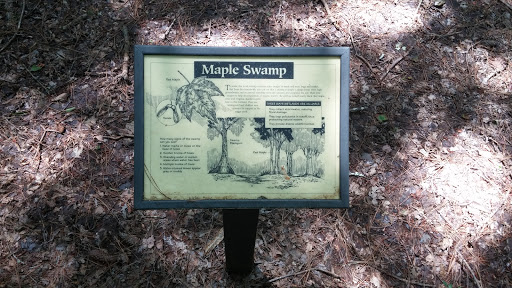 Maple Swamp 