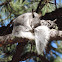 Abert's Squirrel