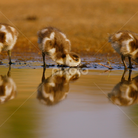 Breakfast for 3 by Gerhard Strydom - Animals Birds