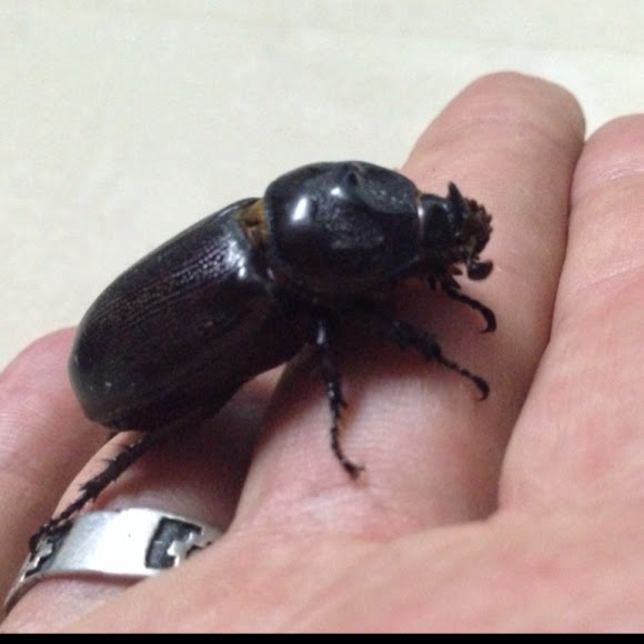 Coconut Rhinoceros Beetle | Project Noah