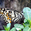 Common Lime Butterfly