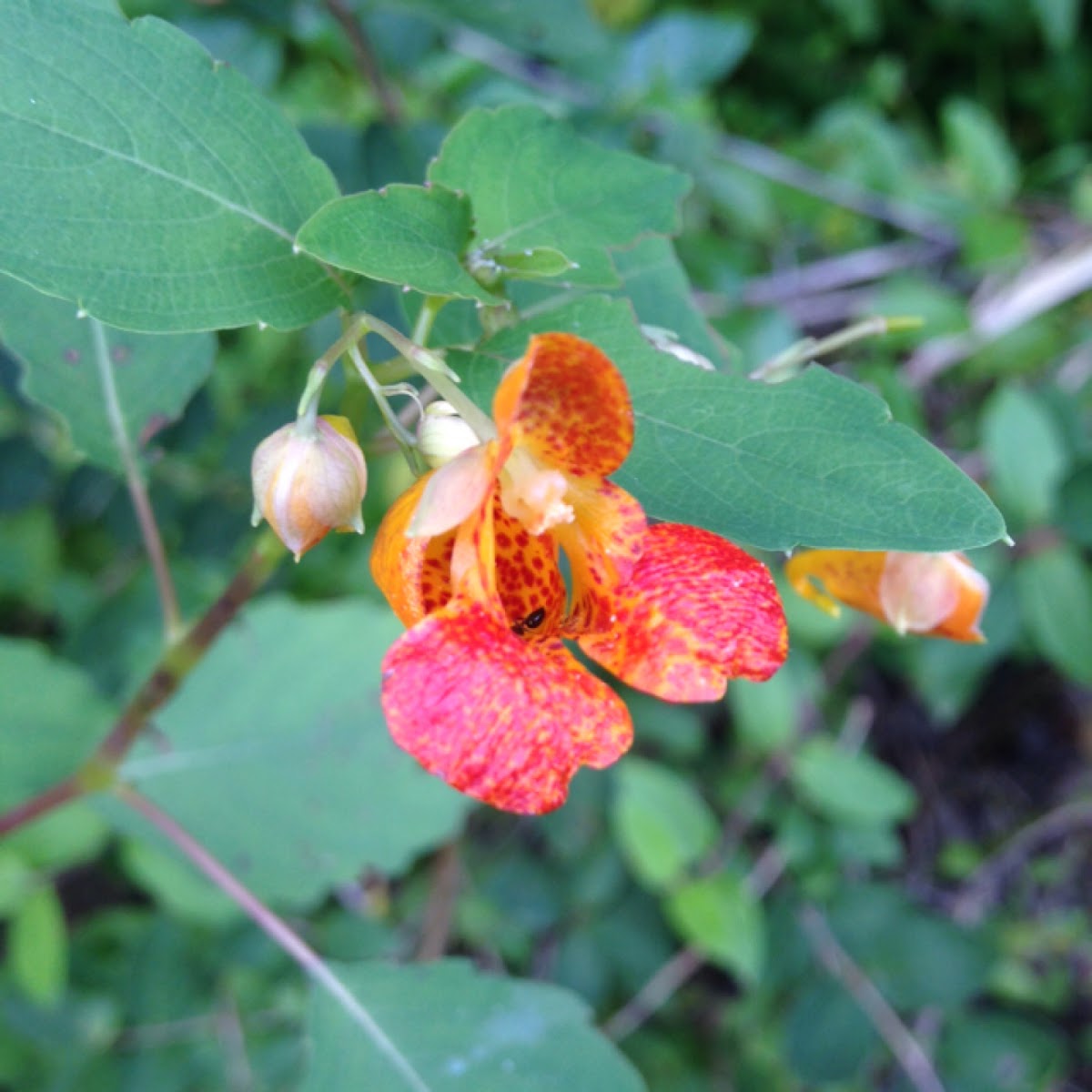 Orange Jewelweed