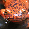 northern red salamander