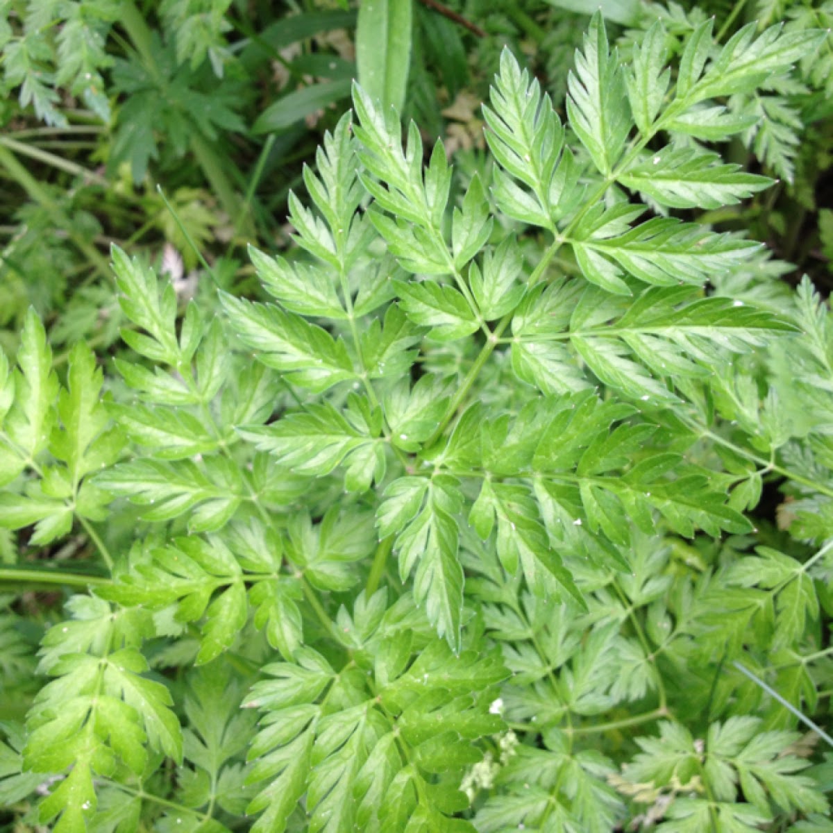 Hemlock Parsley